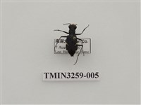 藏品(爬地虎甲蟲)的圖片